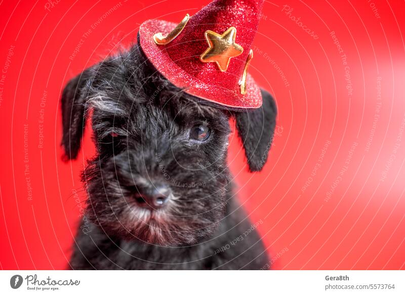 portrait of a miniature schnauzer puppy in a festive New Year's hat on a red background Christmas New year animal black breed canine christmas decor color cute