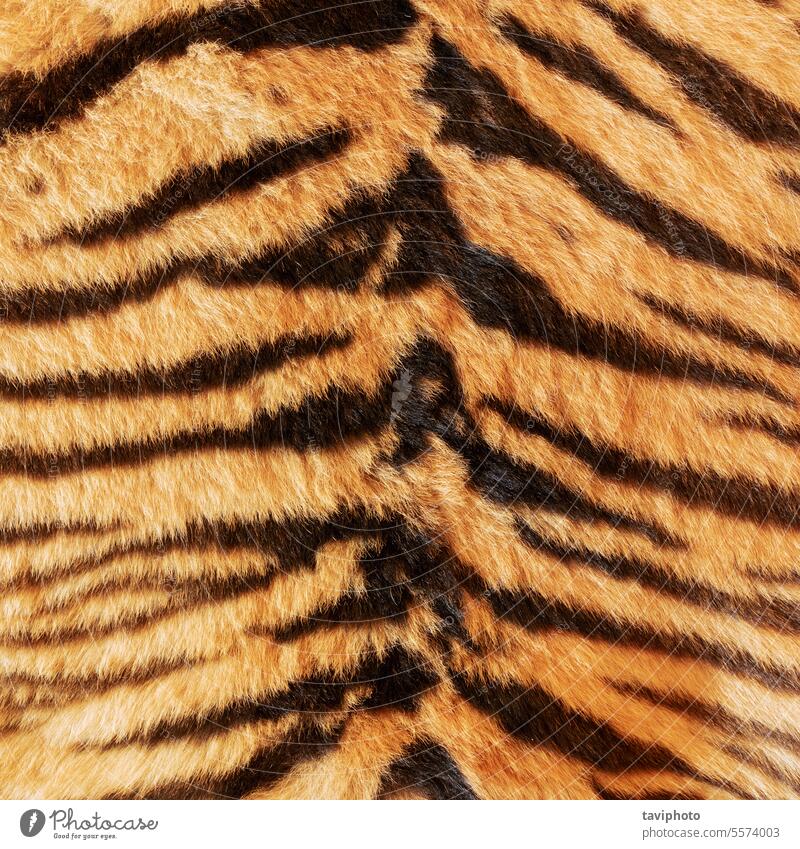 black stripes on tiger skin - a Royalty Free Stock Photo from Photocase