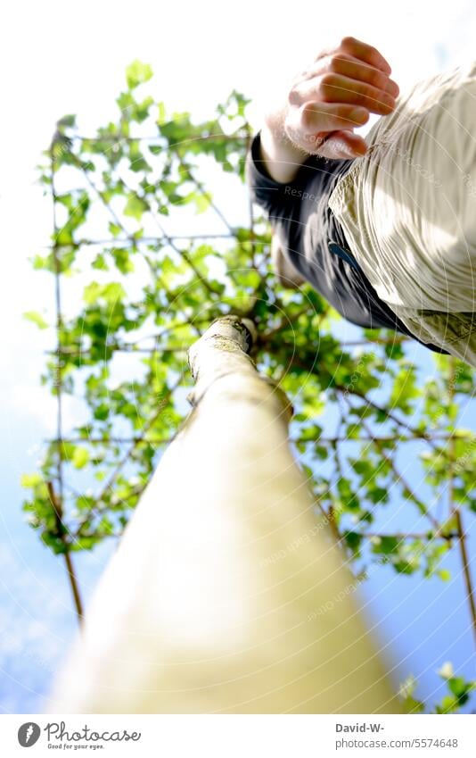 Natural shade - man under a plane tree in summer shade dispenser Summer ardor naturally Tree Shadow Roof Plane Sunlight Nature terrace Sunshade Growth