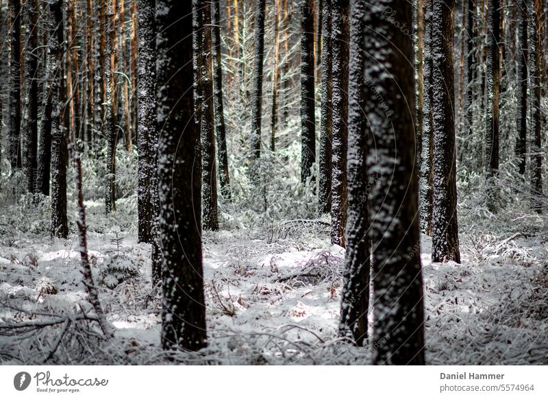 Winter forest - pines and forest floor with snow Snow Sunshine in the forest Winter's day Winter mood trees Nature Cold chill Seasons Frost Tree Snowscape