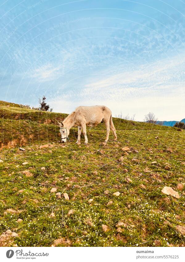 Beauty of Village animal autumn background beams beautiful beauty beauty of village bright color colorful environment fall foliage forest gold green landscape