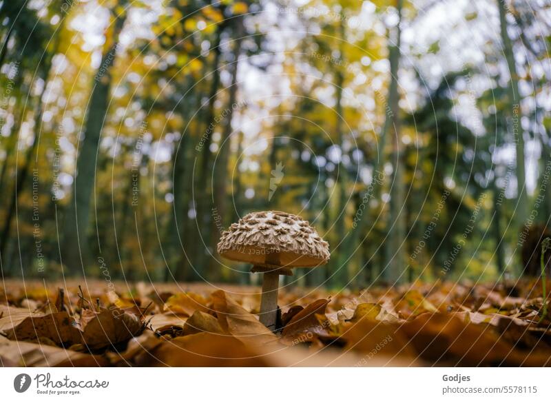 A mushroom stands in the forest between brown leaves, trees in the background Mushroom forest mushroom Forest foliage Autumn mushroom pick Nature mushrooms
