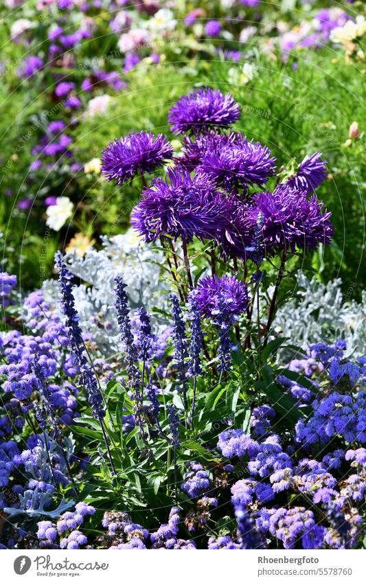 Purple flowerbed perfectly coordinated Aster Summer asters Flower flowers Flowerbed Blue Violet Bouquet Nature Garden purple Green Plant Blossom naturally