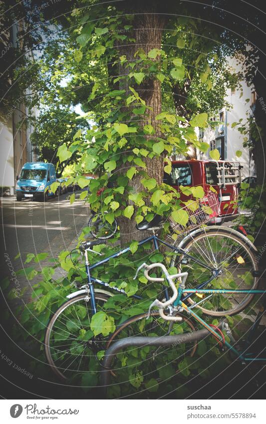 Bicycle parking Town urban Tree Tree trunk switch off wedged Forget Street Tire Parking Means of transport Cycling Wheel Transport Mobility Eco-friendly