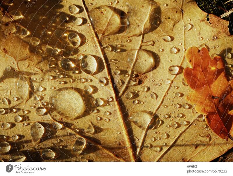 find Autumn Leaf Leaflet Drops of water raindrops Close-up Wet Rain Water Detail Macro (Extreme close-up) Glittering Colour photo Plant Nature