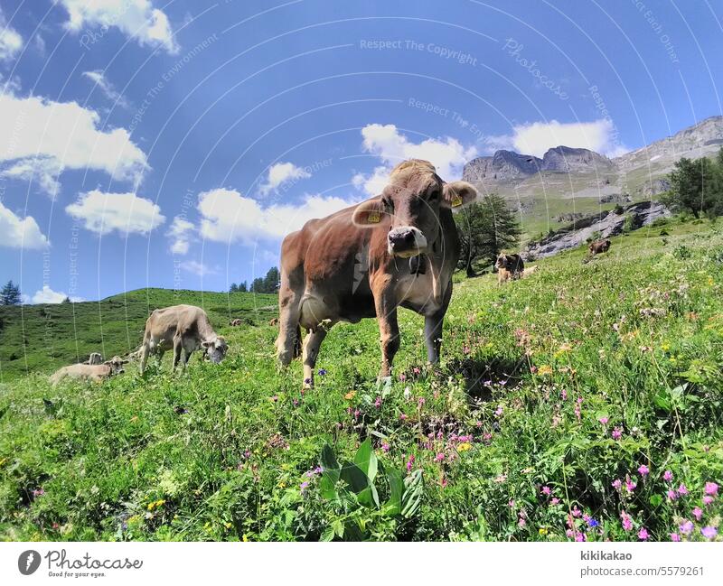 Happy cow on species-rich pasture with her colleagues Landscape Sunrise Sunset Sunlight Summer Field Mountain Alps Alpine pasture Willow tree Alpöhi Animal