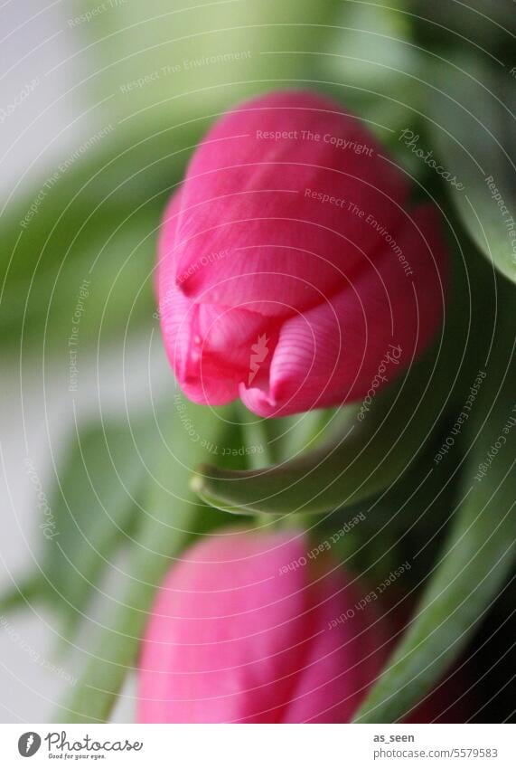 Two pink tulips Red Green Tulip Flower Plant naturally Spring Blossom Nature Tulip blossom Colour photo Spring flower Blossoming Spring fever Close-up flowers