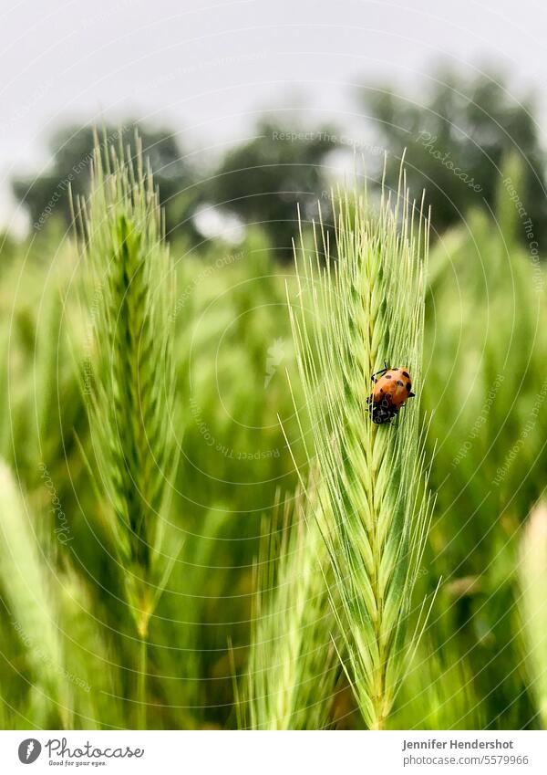 Ladybug on foxtail tall grass nature closeup wildlife animal field green coccinellidae macro red plant cute natural cereal vertical outdoors sunlight small long