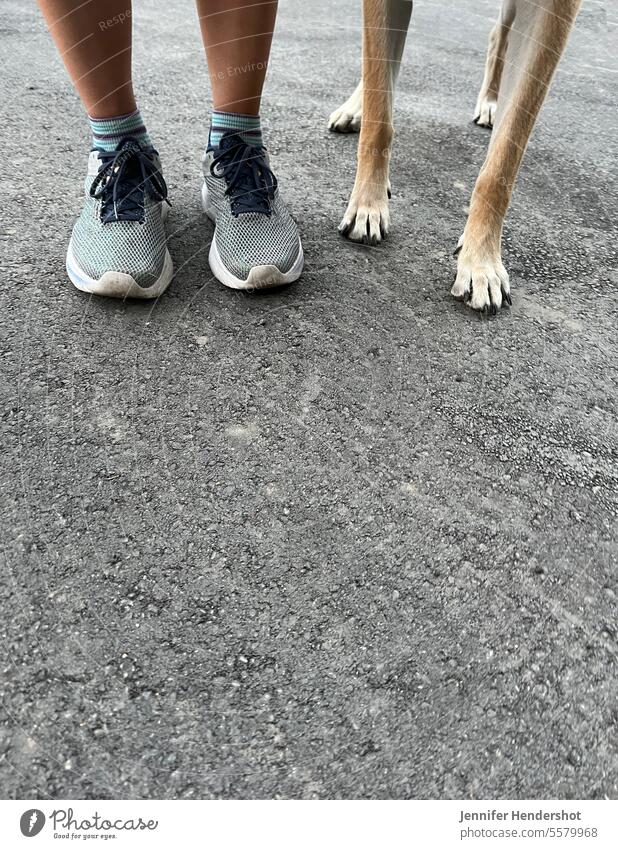 legs and feet of woman in running shoes standing next to dog paws and legs side-by-side ready to run together foot healthy fast fit leisure activity nature