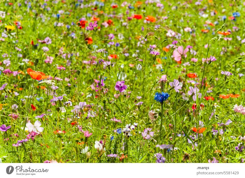 summer meadow Summer Flower meadow Meadow Summery flowers Sustainability Environment pretty variegated wild flowers Nature Plant Meadow flower Blossoming Growth