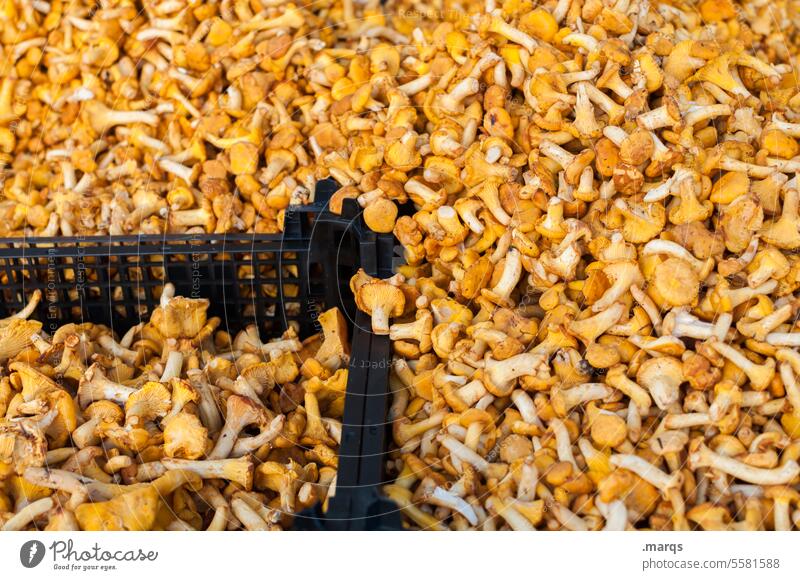 Lots of chanterelles Fresh Vegetarian diet Organic produce Food Harvest Healthy Eating Mushroom Chanterelle Delicious Small Nutrition naturally Vegetable