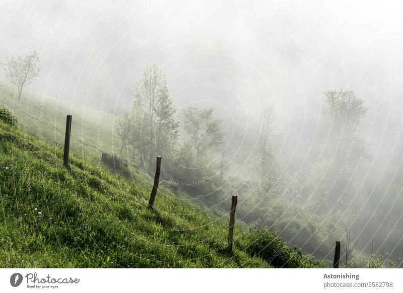 Slope in the morning fog Fog slope Meadow Nature Weather Austria Gray Green Grass Willow tree Fence Wood Wooden fence Morning Light Shadow Haze Landscape
