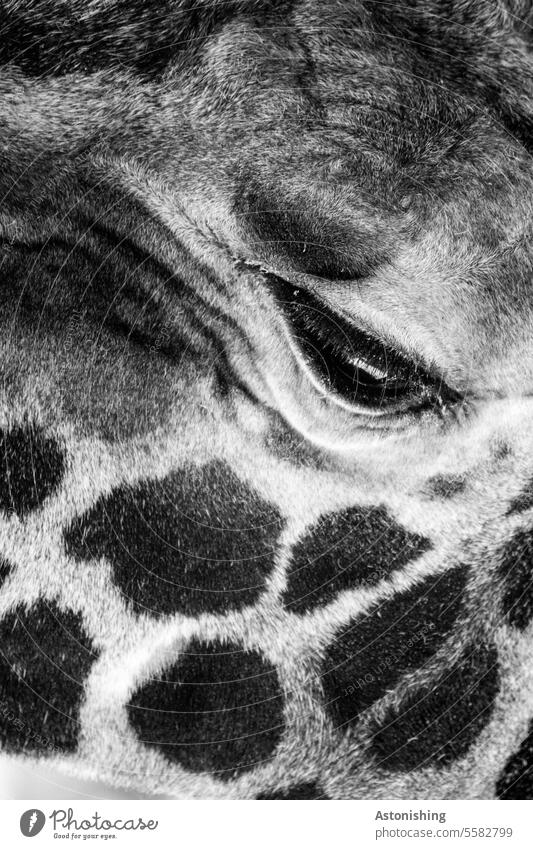Giraffe eye Eyes Face Head points Pelt Sampling Black & white photo Gray Nose portrait detail Animal Exotic pretty Nature Cute Mammal Mouth Looking Close-up