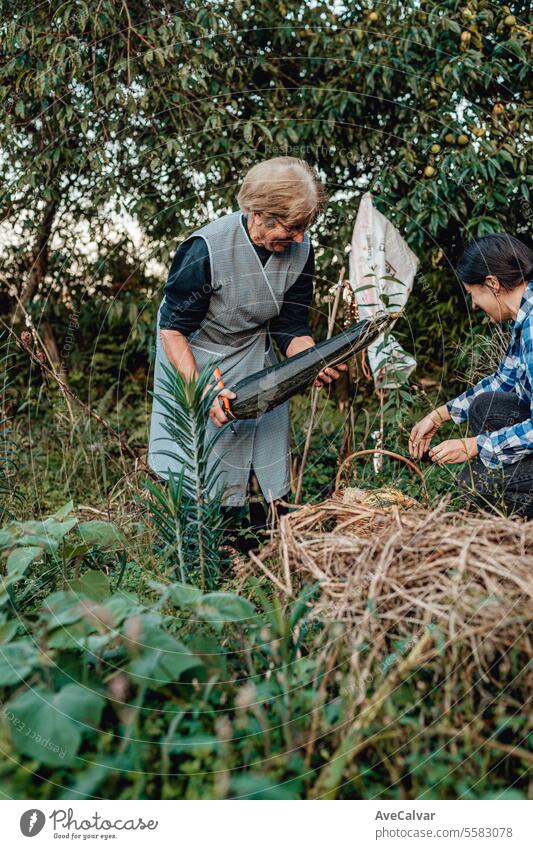 Happy senior woman with homegrown vegetables with grand daughter.Working collecting vegetables harvesting greenhouse farming backyard woods walk path women