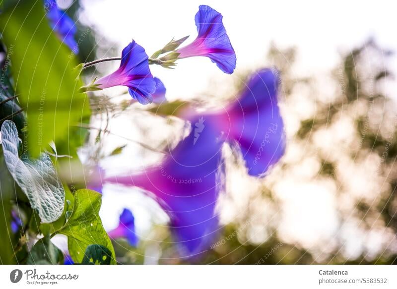 Helpful | pretty flowers to lift the mood Nature flora Plant creeper Blossom Ipomaea Tricolor bindweed Blue splendor wind blossom fade Green Day daylight Garden