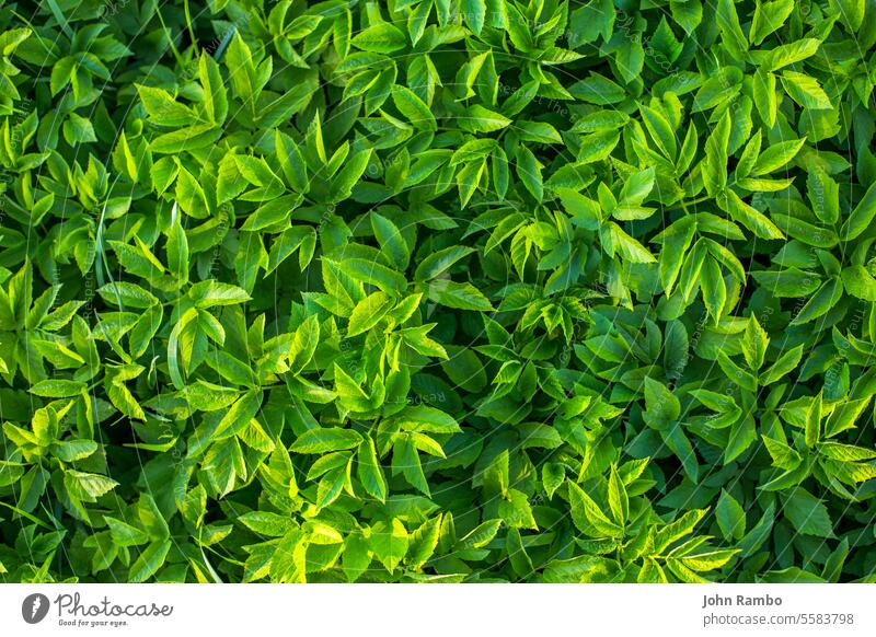 goutweed leaves background with selective focus herb green leaf plant nature foliage garden wild spring forest organic food ecosystem wood pest invasive shade