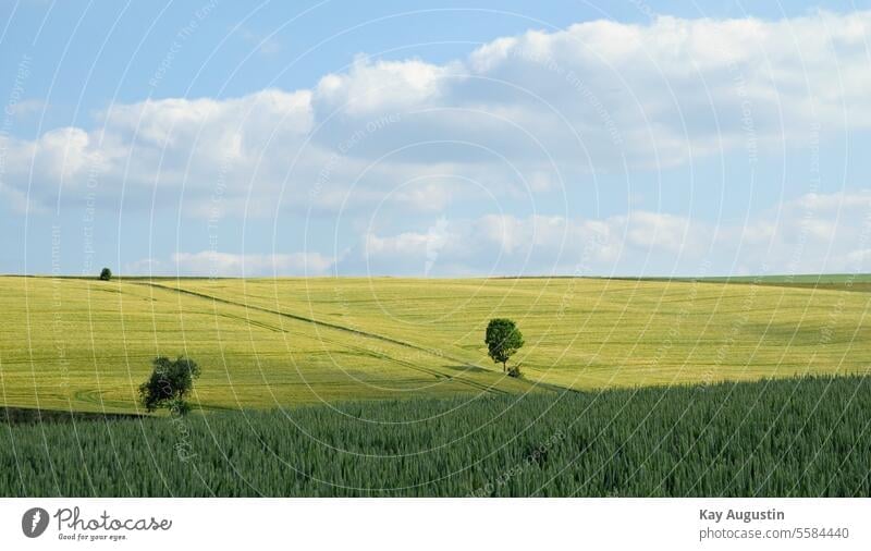 Cereal fields in green Agriculture Nature Grain Grain field Grain fields Experiencing nature Cornfield Field Summer Agricultural crop Nutrition Ear of corn