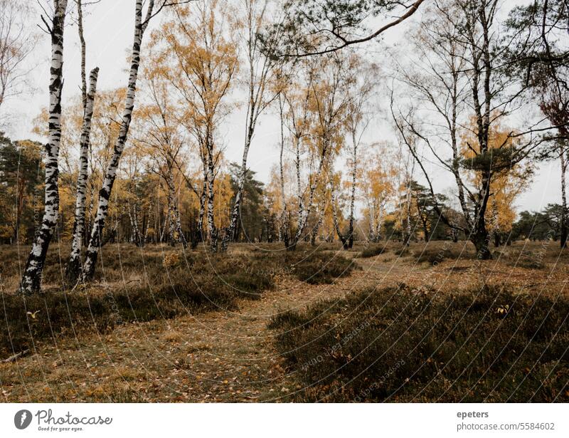 A path and birch trees in autumn colors in a moor Birch tree Betula Suspended Autumn Autumnal Autumn leaves autumn leaves Delicate Autumnal colours Nature Leaf