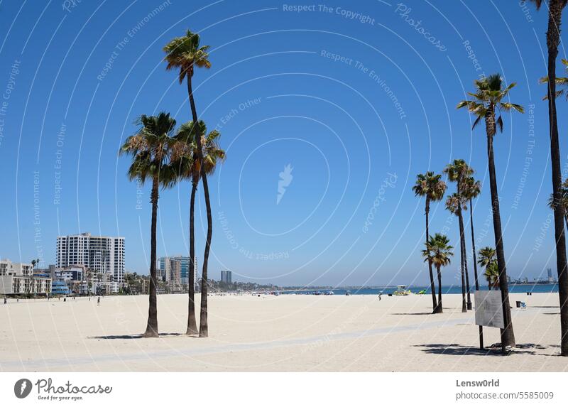 Palm trees at Long Beach, Los Angeles, California beach blue blue sky california coast landscape long beach los angeles palm trees sand summer west coast