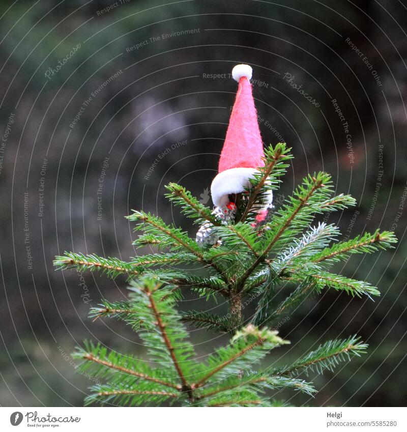 Happy Christmas :-) Advent Santa Claus Santa Claus hat Fir tree Spruce Fir branch Decoration Jewellery Detail out Exterior shot Clear Christmas & Advent