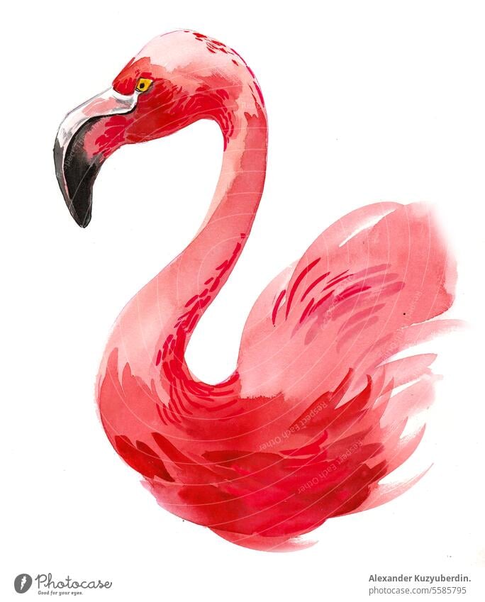 Pink flamingo. Hand-drawn watercolor illustration africa african beak big cartoon cartoon flamingo character cheerful chubby girl drawings comic cute fauna