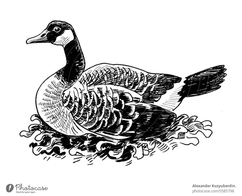 Canadian goose. Ink black and white drawing animal beak bird canada canadian cartoon duck environment feather feathers geese head nature neck water waterfowl
