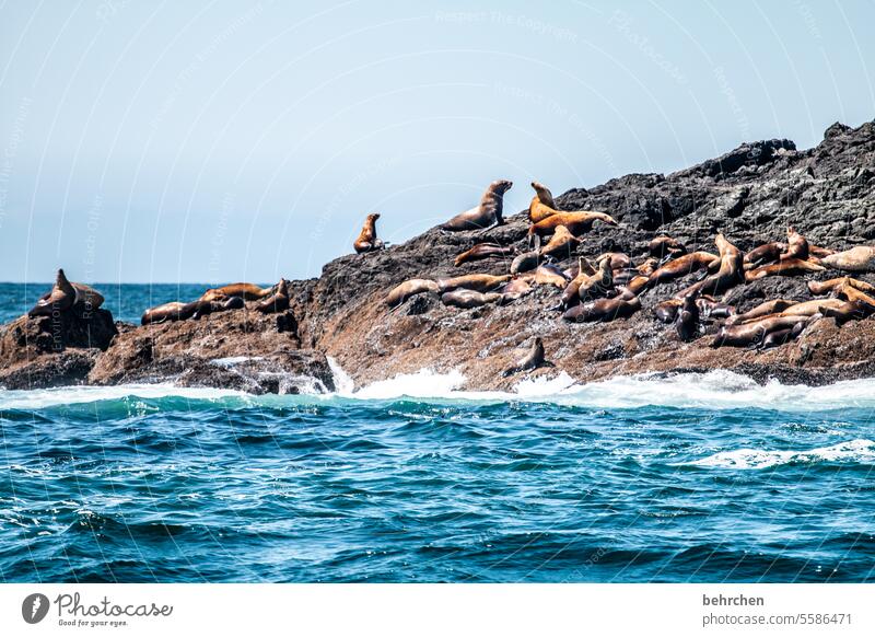 vancouver island Rock coast Sky Wild Water Ocean Impressive especially British Columbia Nature Canada North America Freedom Adventure Colour photo