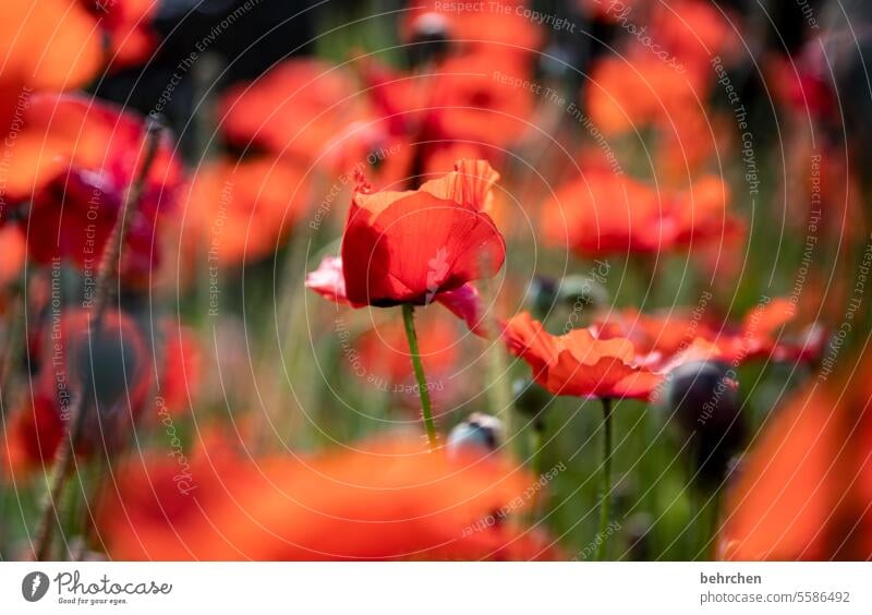 warming poppy in november pretty Exterior shot Blossoming Splendid Leaf Poppy Poppy blossom luminescent blurriness Beautiful weather Garden Summer Red