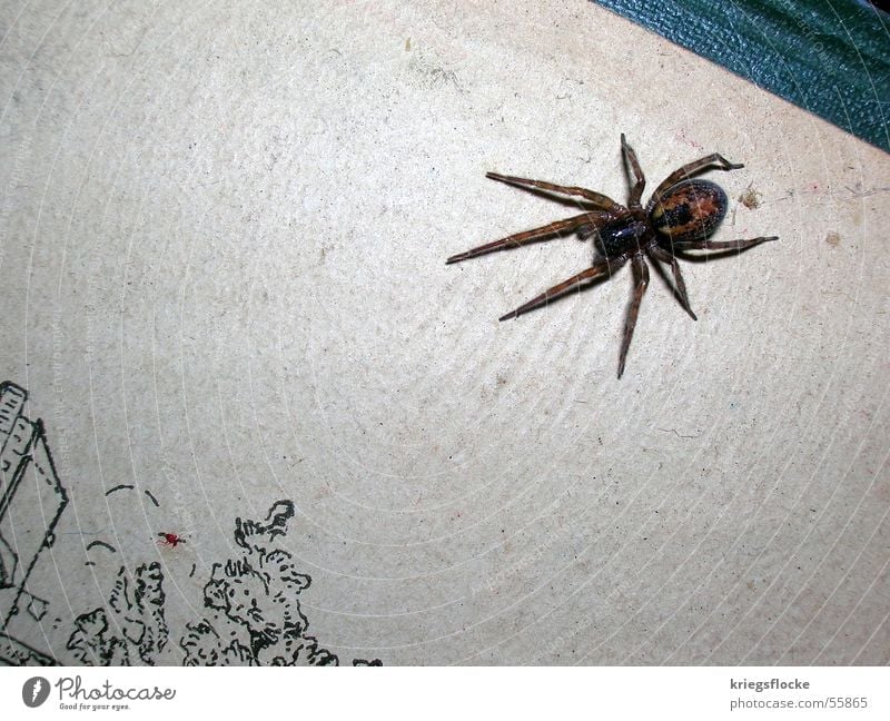 arach Spider Eight-legged Disgust Book Attack Fear