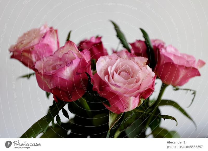 A bouquet of pink roses flowers Bouquet Rose blossom rose petals Pink Romance Decoration Blossom Flower Gift romantic Ostrich bouquet of roses