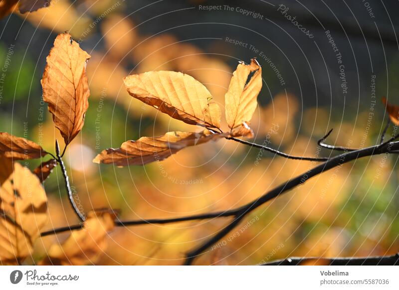 Beech leaves in fall Beech tree Autumn beech branch Tree Branch Leaf Nature Forest forest Twig Season Seasons variegated Orange Brown Autumn colour
