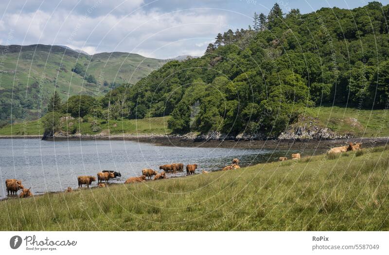 A herd of Highland cattle on a Scottish beach. Landscape coast Highlands Scotland scotland steep coast England landscape Ocean North Sea Nature reserve