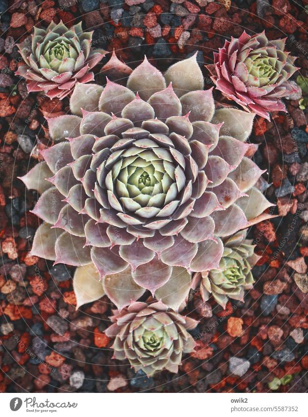 Mother with children Pot plant Succulent plants Detail real Plant Close-up Structures and shapes Colour photo naturally Pattern Decoration Houseplant Growth