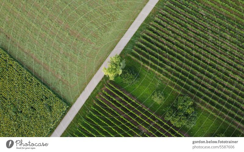 Drone landscape image nature Close-up Street in the center of the picture Vine with 2 deciduous trees on the right left open areas Fields Without persons