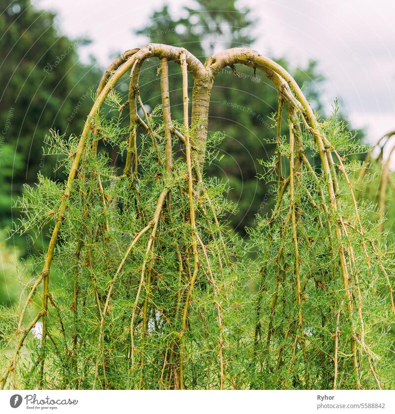 Close Up View On Unusualy Small Pea-tree. Caragana Arborescens Lam. Pendula. Siberian Peashrub, Siberian Pea-tree Is A Species Of Legume Native To Siberia, Mongolia And Kazakhstan