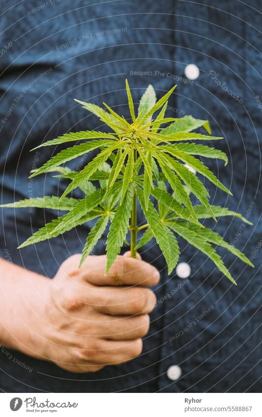 Man Holding Legal Green Marijuana Cannabis Sprout In His Hand. Cannabis Farm In Summer Day, Beautiful Cannabis Cultivation. Marijuana Cultivation. Young Cannabis Plant