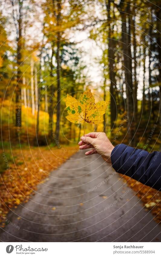 A man holds a yellow maple leaf in front of a road in the forest Leaf Autumn Man stop Forest Nature Autumnal Seasons Automn wood autumn mood Autumnal weather