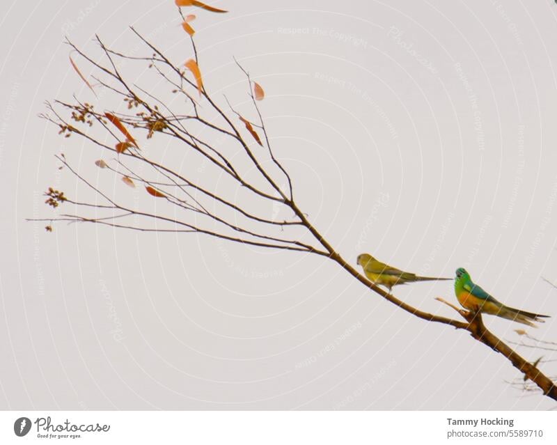 Two grass parrots sitting in a gum tree in the late afternoon Parrots tree branch Bird Nature Animal Colour photo feathers Wing tip Wild animal afternoon light