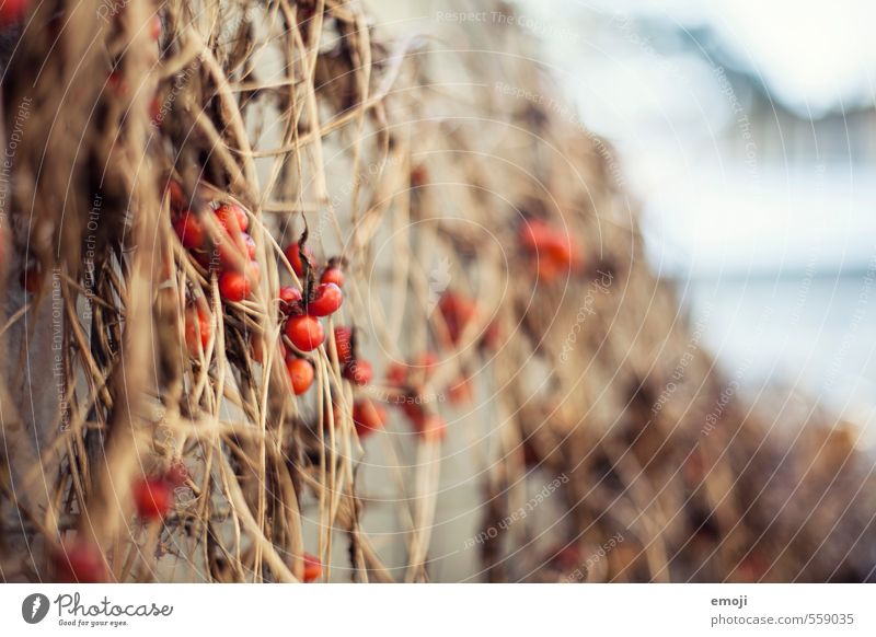 RosehipTEE Environment Nature Plant Bushes Rose hip Natural Red Colour photo Exterior shot Close-up Deserted Day Shallow depth of field