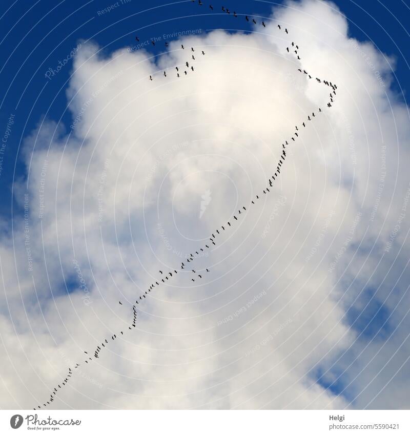 off to the south ... birds Cranes Migratory bird bird migration Autumn Sky Clouds Flying Formation flying Many Flock of birds Freedom Wild animal