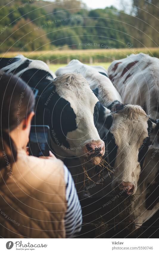 Woman takes a picture on her mobile phone of domestic black and white cows grazing in a field in the Flanders region, Belgium animal person woman staring