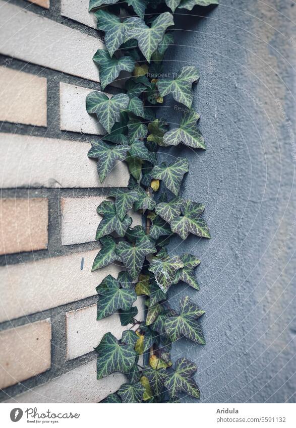 Corner ivy Ivy Wall (building) climbing plant Evergreen Green Leaf clinker facade Wall (barrier) Plaster Gray interstices Plant Tendril Creeper Growth Facade