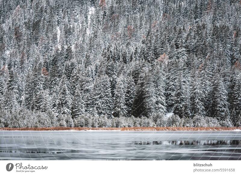 Partly frozen lake with a view of the snow-covered fir forest Lake Frozen Winter Frost Snow Cold Ice Nature Water White Lakeside Landscape Weather Freeze