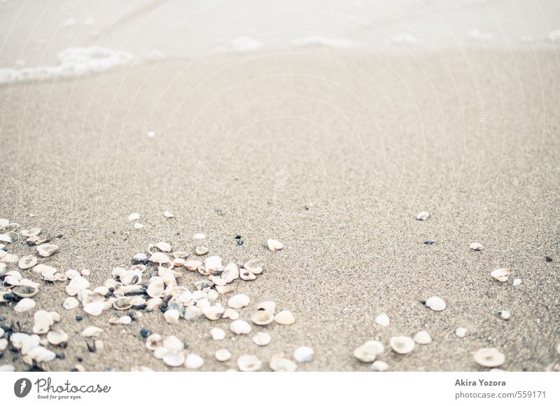 stranded. Sand Beach Ocean Water Mussel Lie Waves Search Find Vacation & Travel Relaxation Accumulate