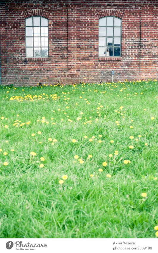 natural garden Nature Summer Grass Dandelion Meadow House (Residential Structure) Industrial plant Manmade structures Building Wall (barrier) Wall (building)