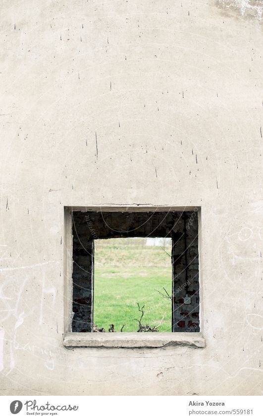 View into the green Nature Meadow House (Residential Structure) Building Wall (barrier) Wall (building) Window Observe Discover Growth Living or residing Old