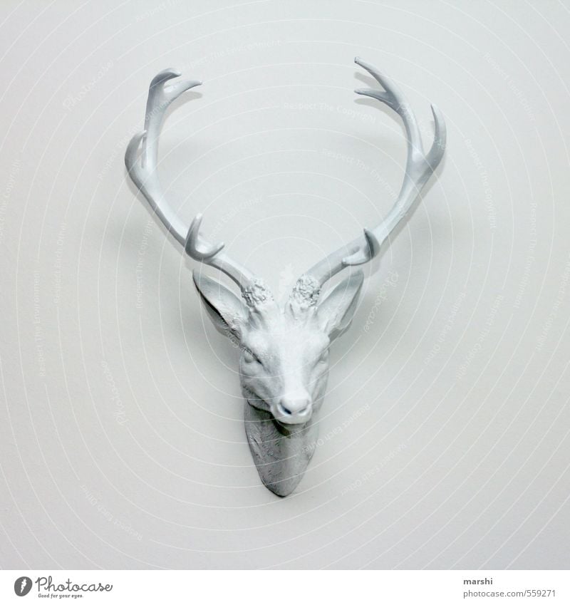 it stings Art Animal Wild animal Animal face White Deer stag's antlers Antlers Decoration Living or residing Wall (building) Interior shot Deserted Day