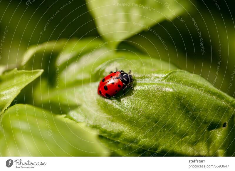 Lady bug Coccinellidae in a garden as organic pest control o lady beetle nature natural pest control vegetable garden produce basil herb food agriculture