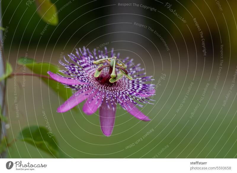 Rare Purple Passiflora miersii flower blooms on a vine passion flower purple passion flower delicate tropical exotic nature botanical tropical vine intricate