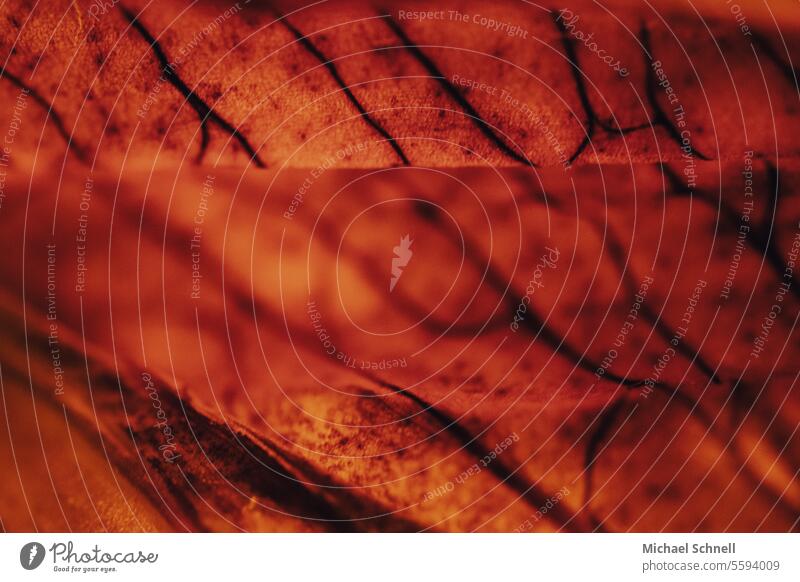 Macro image of a red leaf Abstract abstraction abstract photography Red tones Art Colour photo Aesthetics Creativity Esthetic Pattern Work of art Design